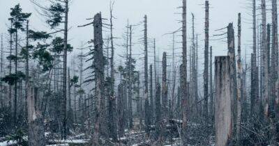 Минобороны РФ просит дать ему право рубить лес без разрешения, — СМИ - focus.ua - Россия - Украина
