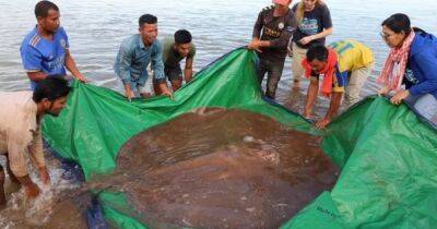 Речной монстр. В Камбодже рыбаки поймали гигантского ската весом в почти 200 кг (фото) - focus.ua - США - Украина - Камбоджа - шт. Невада