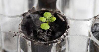 Нил Армстронг - Ученые впервые в истории вырастили растения в почве с Луны - unn.com.ua - Украина - Киев