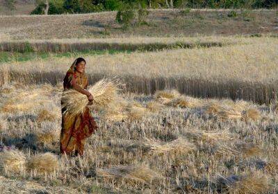 Михаил Гольд - Второй производитель пшеницы в мире полностью запретил ее экспорт - lenta.ua - Россия - Украина - Индия - Филиппины - Таиланд - Индонезия - Продовольствие