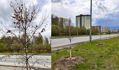 В Тобольске засохли посаженные в прошлом году деревья - nashgorod.ru - Тюмень - Тобольск
