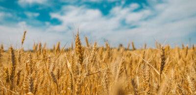 Росія масово викрадає українське зерно: вже близько 400 тисяч тонн - thepage.ua - Украина - Росія - місто Одеса - Одеса