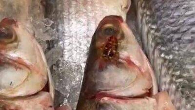 Видео: таракан "пробует" свежую продукцию в рыбном отделе "Шуферсаля" в Тель-Авиве - vesty.co.il - Израиль - Тель-Авив