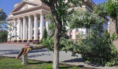 В центре Тюмени напротив здания правительства свалилось дерево - nashgorod.ru - Тюмень