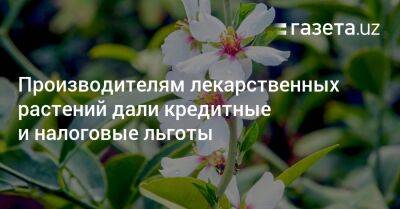 Производителям лекарственных растений дали кредитные и налоговые льготы - gazeta.uz - Узбекистан