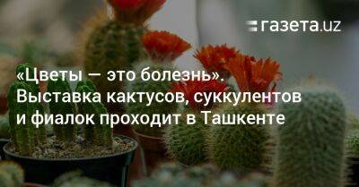 «Цветы — это болезнь». Выставка кактусов, суккулентов и фиалок проходит в Ташкенте - gazeta.uz - Узбекистан - Ташкент