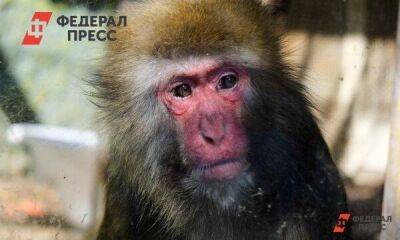 Владимир Путин - Англия - Джо Байден - Швеция - Оспа обезьян в гей-сауне, Турция торгуется из-за НАТО, что злит Путина: что пишут о России за рубежом - smartmoney.one - Москва - Россия - США - Украина - Киев - Англия - Египет - Турция - Польша - Швеция - Испания - Финляндия - Мадрид - Москва - Киев