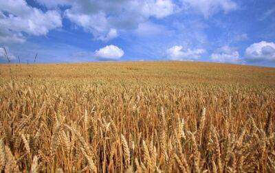 Дэвид Бизли - Запасов пшеницы в мире хватит на 10 недель - korrespondent.net - Россия - Украина - Пакистан - Индонезия - Шри Ланка - Продовольствие