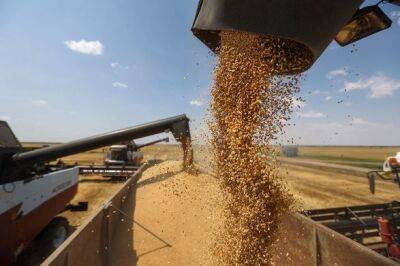Дэвид Бизли - Мировых запасов пшеницы осталось на 10 недель. Ситуация хуже, чем в 2007 и 2008 годах - unn.com.ua - Украина - Киев - Индия