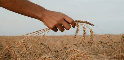 Ентоні Блінкен - Експерт ООН: запасів пшениці на Землі залишилося всього на 10 тижнів - thepage.ua - США - Україна - Росія - місто Москва - Москва