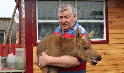 В Тобольском районе мужчина спас новорождённого лосёнка - nashgorod.ru - район Тобольский
