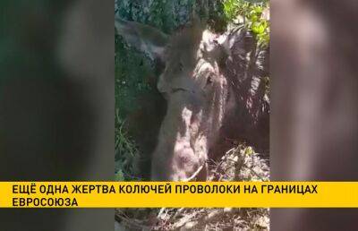 Пограничники обнаружили еще одного лося, погибшего, запутавшись в колючей проволоке на границе с ЕС - ont.by - Белоруссия - Латвия - район Верхнедвинский