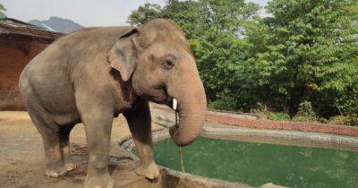 Счастливый Кааван. Как живет "самый одинокий слон в мире " после переезда в Камбоджу - focus.ua - Украина - Камбоджа - Пакистан - Шри Ланка - Азия
