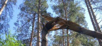 Госэкоинспекция: уничтожение россиянами части леса на Сумщине нанесло ущерб более чем на 2 млн гривен - politeka.net - Украина - район Шосткинский