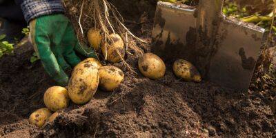 Не только в мае. Стоит ли удобрять картофель, когда и чем - nv.ua - Украина