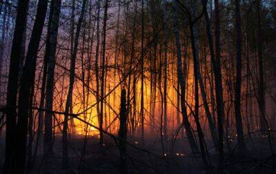 В Луганской области РФ уничтожила более 17 тысяч гектаров леса - korrespondent.net - Россия - Украина - Луганская обл. - Экология