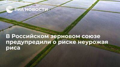 Дмитрий Леонов - Глава РЗС: Россия может недополучить больше трети риса из-за аварии гидроузла на Кубани - smartmoney.one - Россия - США