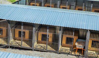 Около 1 000 домашних животных нашли новый дом в Тюмени, Ишиме и Тобольске - nashgorod.ru - Тюмень - Тобольск - Ялуторовск
