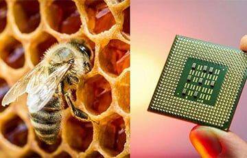 Ученые используют мед для микрочипов завтрашнего дня - charter97.org - Белоруссия - штат Вашингтон
