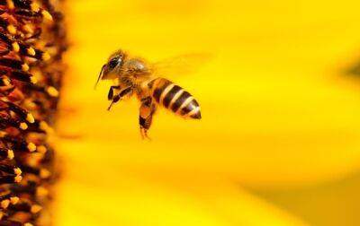 Стало известно, что пчелы могут различать четные и нечетные числа - korrespondent.net - Украина