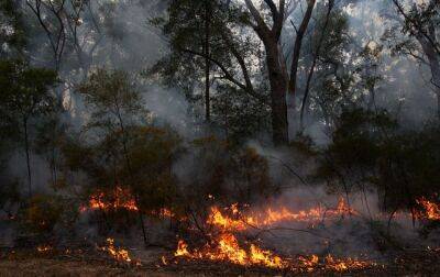 У Чорнобильській зоні почалася лісова пожежа, - Кличко - vchaspik.ua - Украина - місто Києва