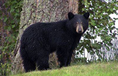 Медведь обшарил две машины в поисках еды – его ждало разочарование - ont.by - США - Белоруссия - штат Коннектикут