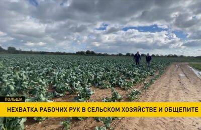 В Польше украинские беженцы не хотят выходить работать на грядки даже за высокую зарплату - ont.by - Белоруссия - Польша