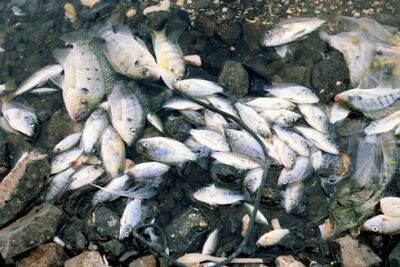 Житель Бат-Яма заразился смертельно опасным микробом из-за рыбы мушт - vesty.co.il - Израиль - Бат-Яма