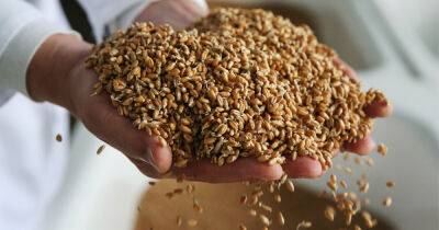 Египет запретил своим фермерам продавать пшеницу - dsnews.ua - Россия - Украина - Египет