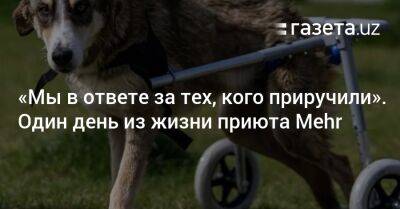 «Мы в ответе за тех, кого приручили». Один день из жизни приюта Mehr - gazeta.uz - Узбекистан - Ташкент