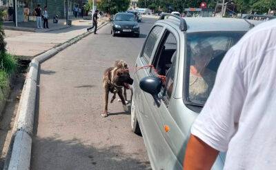 В Ташкенте мужчина привязал собаку к движущейся машине - podrobno.uz - Узбекистан - Ташкент