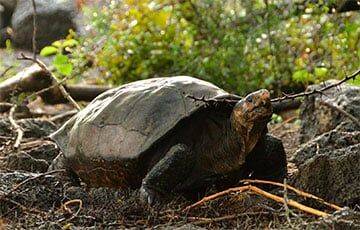 На Галапагосах нашли черепаху «исчезнувшего» вида - charter97.org - Белоруссия