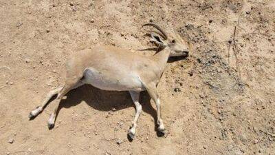В Мицпе-Рамоне нашли трупы горных козлов, не исключено умышленное отравление - vesty.co.il - Израиль - Скончался