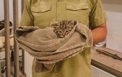 В Одесской области спасли редких лесных котят - korrespondent.net - Украина - Одесская обл.