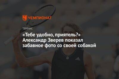 Рафаэль Надаль - Александр Зверев - «Тебе удобно, приятель?» Александр Зверев показал забавное фото со своей собакой - championat.com - Германия - Франция