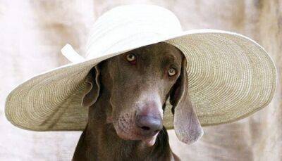 Андрей Воробьев - Ветеринарный врач дал совет, как ухаживать за собакой в летнюю жару - fokus-vnimaniya.com - Новости