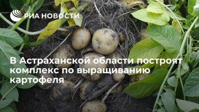 Игорь Бабушкин - В Астраханской области в 2027 году построят комплекс по выращиванию картофеля - smartmoney.one - Астраханская обл.