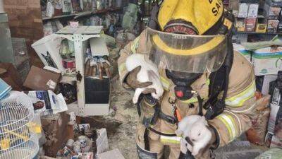 Видео: пожарные спасли животных из горящего торгового центра в Крайот - vesty.co.il - Израиль