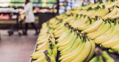 Чехия - Партия кокаина под видом бананов ошибочно прибыла в супермаркеты Чехии (фото) - focus.ua - Россия - Украина - Грузия - Колумбия - Германия - Чехия - Прага - Гамбург
