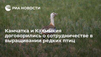 Владимир Путин - Камчатка и Калмыкия договорились на ПМЭФ о сотрудничестве в выращивании редких птиц дроф - smartmoney.one - Россия - Санкт-Петербург - респ. Калмыкия - Санкт-Петербург