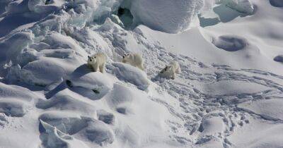 Скрывались сотни лет. Ученые обнаружили тайную популяцию белых медведей в необычном месте (фото) - focus.ua - Украина - Гренландия - Арктика