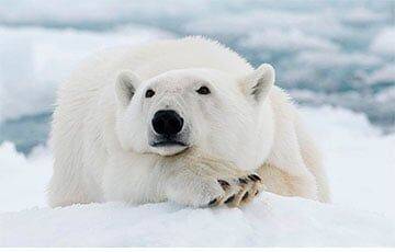 Ученые обнаружили тайную популяцию белых медведей в необычном месте - charter97.org - Белоруссия - Гренландия