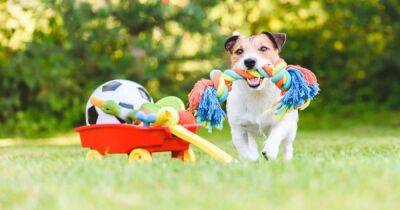 Ученые рассказали, как собаки воспринимают свои игрушки - focus.ua - Украина - Будапешт
