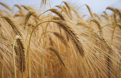 Жозеп Боррель - В ЕС надеются возобновить экспорт зерна из Украины по морю - ont.by - Украина - Белоруссия