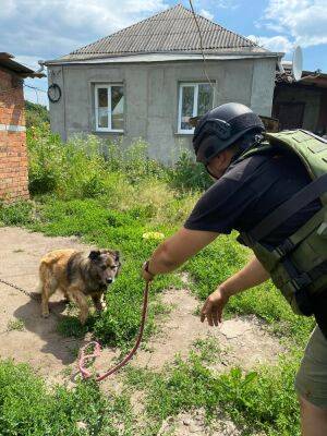 Из одного из самых обстреливаемых поселков под Харьковом вывезли 19 собак и 5 кошек (фото) - objectiv.tv - Украина - Харьков