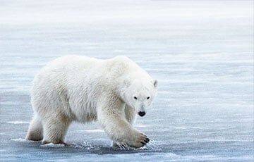 Белые медведи научились жить без ледников - charter97.org - Белоруссия - Гренландия