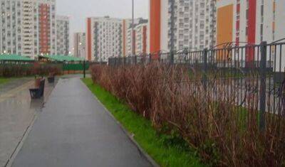 В Тюмени объяснили причину уничтожения сосен в Тюменской слободе - nashgorod.ru - Тюмень