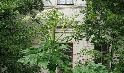 В Тобольске на одной из улиц заметили опасное растение - nashgorod.ru - Тюмень - Тобольск