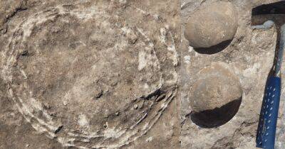 Впервые среди динозавров. Ученые нашли окаменевшее яйцо зауропода внутри друго яйца (фото) - focus.ua - Украина - Египет - Индия