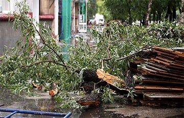 Сильный ветер в Минске повалил деревья - charter97.org - Белоруссия - Минск - Ленинск